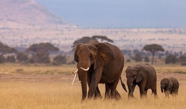 Africa CDC Strengthens Laboratory Capacity for Mpox and Other Outbreaks in Burundi – Africa CDC