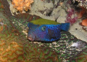 Eritrea Is the North Korea of Africa: America Must Act – 19FortyFive