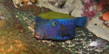 Eritrea Is the North Korea of Africa: America Must Act – 19FortyFive