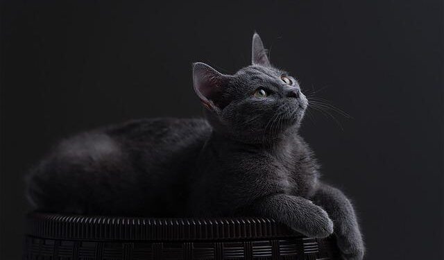 Back to Russian gas? Trump-wary EU has energy security dilemma – Reuters