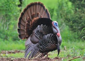 Turkey hosts Black Sea security talks with Ukraine, France, UK – Defense News