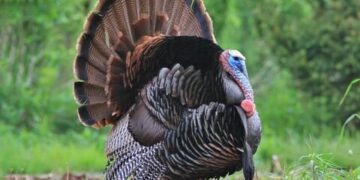 Turkey hosts Black Sea security talks with Ukraine, France, UK – Defense News