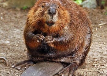 Beavers help rewild Czech nature park before authorities can – DW