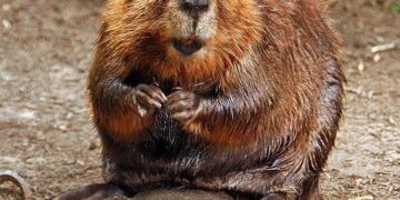 Beavers help rewild Czech nature park before authorities can – DW