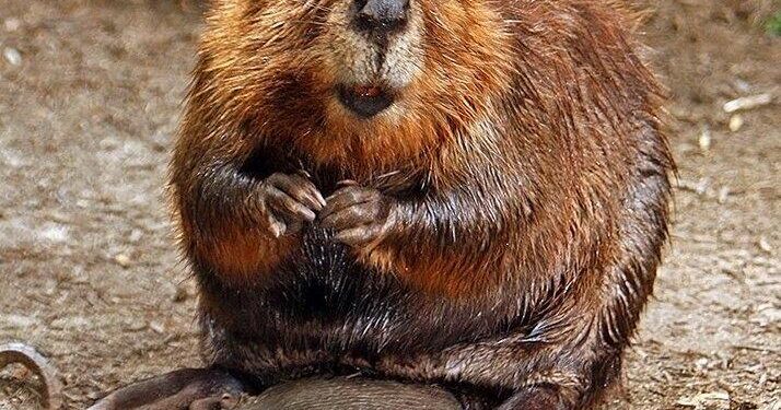 Beavers help rewild Czech nature park before authorities can – DW
