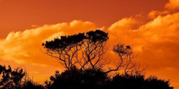 Cyprus: Technical Assistance Report-Managing Government Employment and Compensation – International Monetary Fund