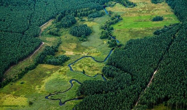 Poland throws support at bid to make Togo’s descendants the state dog – Lewiston Sun Journal