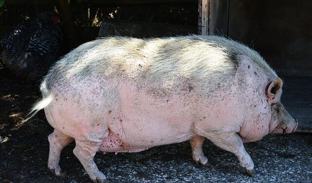 Massive, long-lived trees discovered in the Tanzanian rainforest are a new species – Phys.org