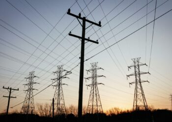 The silent killers: how power lines threaten South Africa’s vultures – MSN