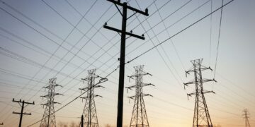 The silent killers: how power lines threaten South Africa’s vultures – MSN