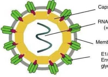 Chikungunya virus outbreak kills six on France’s Réunion Island – Modern Ghana