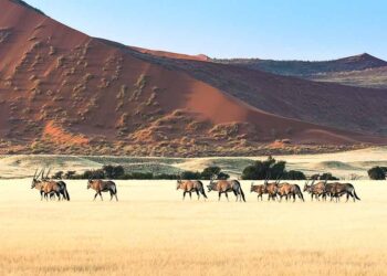 Namibia’s unemployment rate rises to 36.9% – Reuters