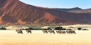 Namibia’s unemployment rate rises to 36.9% – Reuters