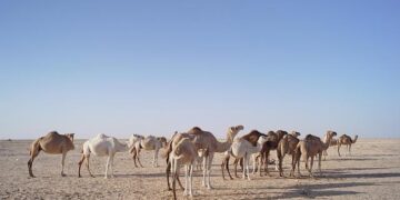 Mauritania : Paris offers aerial surveillance support to Nouakchott – Africa Intelligence