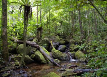 Sofo Partners With Stony Brook to Present a Film About Madagascar Rainforest – 27 East