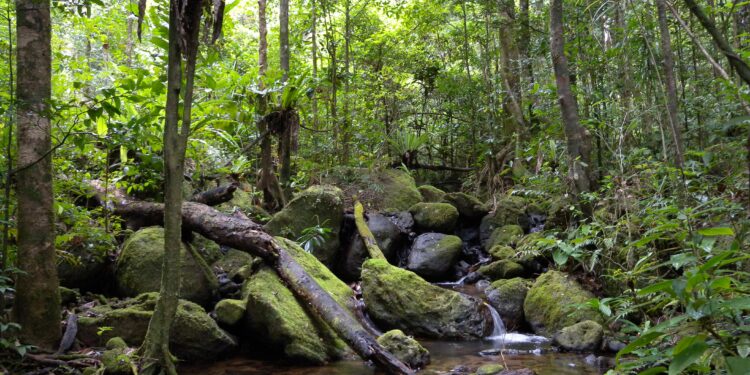 Sofo Partners With Stony Brook to Present a Film About Madagascar Rainforest – 27 East