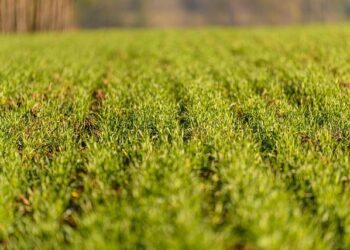 Farming communities in Burkina Faso are improving their agricultural practices with innovative weather tools – World Bank