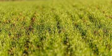 Farming communities in Burkina Faso are improving their agricultural practices with innovative weather tools – World Bank