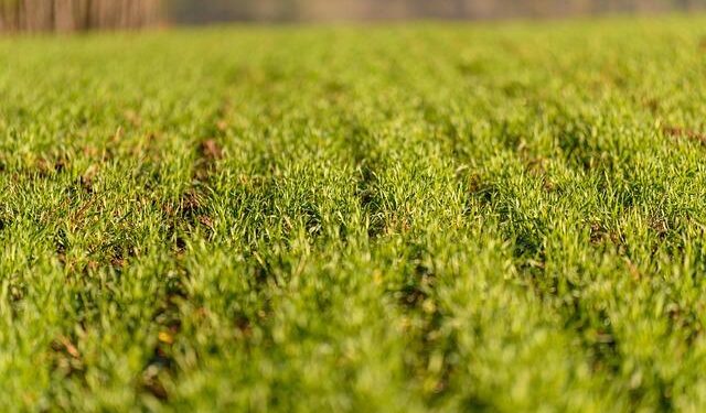Farming communities in Burkina Faso are improving their agricultural practices with innovative weather tools – World Bank