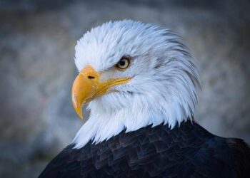 Eagles defeat Tonga in November tour victory – USA Rugby National Teams