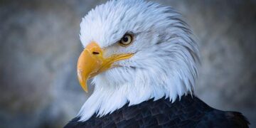 Eagles defeat Tonga in November tour victory – USA Rugby National Teams