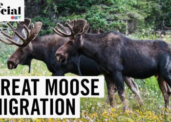 Why millions are tuning in for daily 24-hour ‘Great Moose Migration’ – Sweden’s slow TV hit – The Independent