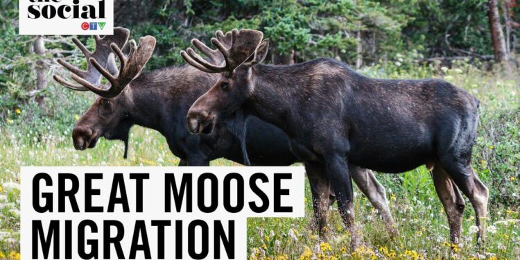 Why millions are tuning in for daily 24-hour ‘Great Moose Migration’ – Sweden’s slow TV hit – The Independent