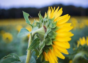 Cricket: IoM Women looking forward to Cyprus series challenge – Manx Radio