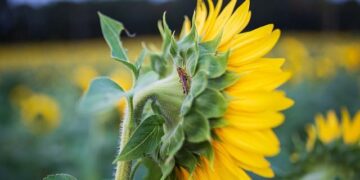 Cricket: IoM Women looking forward to Cyprus series challenge – Manx Radio