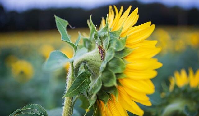 Cricket: IoM Women looking forward to Cyprus series challenge – Manx Radio