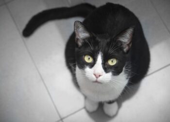 The complex origin story of domestic cats: Research points to Tunisia – Phys.org