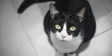 The complex origin story of domestic cats: Research points to Tunisia – Phys.org