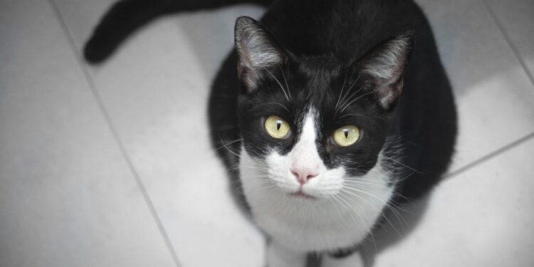 The complex origin story of domestic cats: Research points to Tunisia – Phys.org