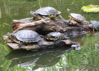 Cameroon’s historic malaria vaccine introduction shows signs of success, one year on – Gavi, the Vaccine Alliance