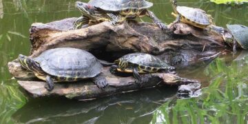 Cameroon’s historic malaria vaccine introduction shows signs of success, one year on – Gavi, the Vaccine Alliance