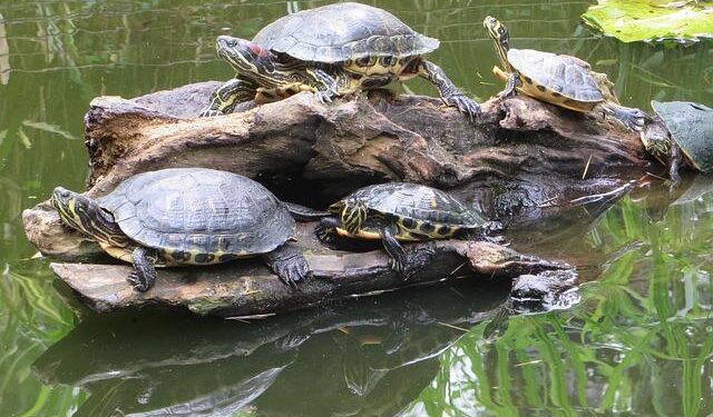 Cameroon’s historic malaria vaccine introduction shows signs of success, one year on – Gavi, the Vaccine Alliance