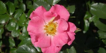 UNICEF in Benin – unicef usa