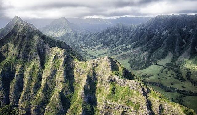 Hawaii County, state, treating palms for coconut rhino beetles in Kona – Honolulu Star-Advertiser