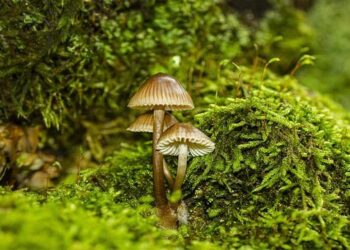 Vassilis Spanoulis looked back at Olympiacos move: “I had big motivation” – Eurohoops