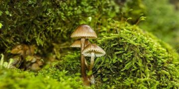 Vassilis Spanoulis looked back at Olympiacos move: “I had big motivation” – Eurohoops