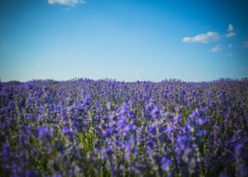 Moldova’s air defence capabilities to improve with new EU-provided systems – Caliber.Az