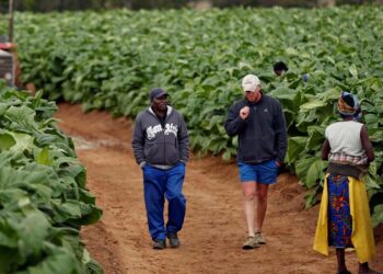 Zimbabwe farmers’ group rejects compensation deal for past land seizures – the-messenger.com