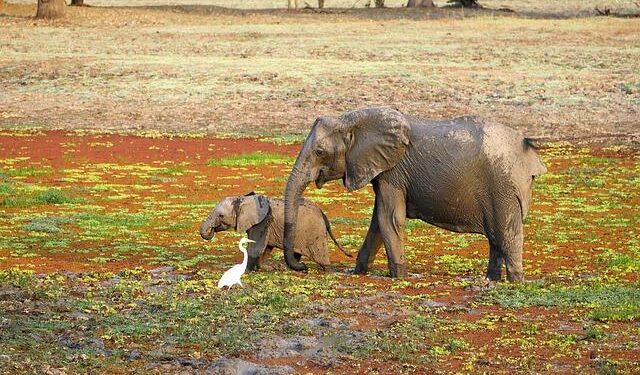 Zambia Sees Inflation Hitting Target for First Time Since 2019 – Bloomberg