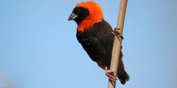 Bishop calls for peace in South Sudan as country’s first vice president reportedly arrested – Catholic News Agency