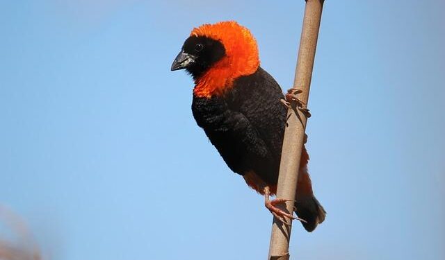 Bishop calls for peace in South Sudan as country’s first vice president reportedly arrested – Catholic News Agency