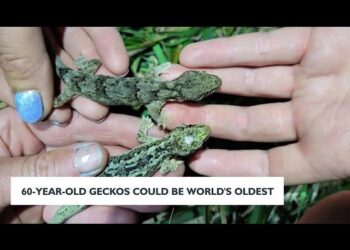 These 60-year-old geckos could be the world’s oldest – CNN