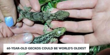 These 60-year-old geckos could be the world’s oldest – CNN