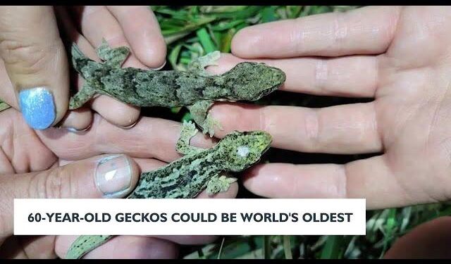 These 60-year-old geckos could be the world’s oldest – CNN