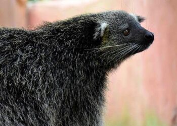 Bearcats battery mates win a pair of America East awards on the diamond – wbng.com