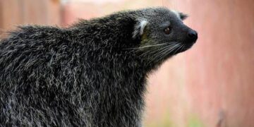 Bearcats battery mates win a pair of America East awards on the diamond – wbng.com